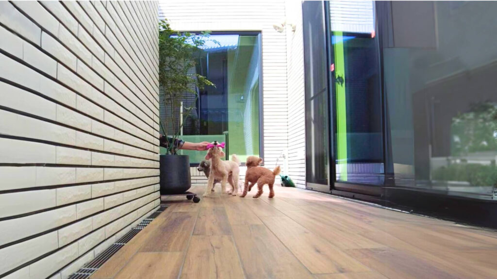 愛犬と楽しく過ごすイメージ画像